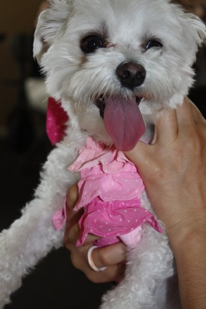 Martini - Maltese Puppy For Sale Premier Pups Martini - Maltese Puppy For Sale Premier Pups