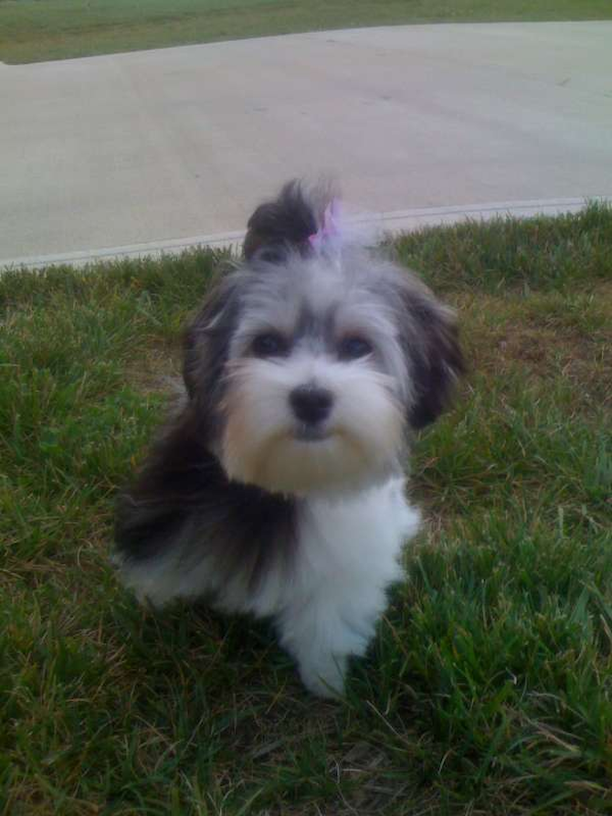 Saleen - Maltese Puppy For Sale Premier Pups Saleen - Maltese Puppy For Sale Premier Pups