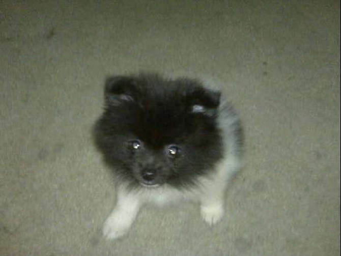 Ben - Pomeranian Puppy For Sale Premier Pups Ben - Pomeranian Puppy For Sale Premier Pups