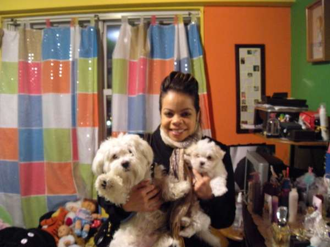 Sugga Bugga & Parys - Maltese Puppy For Sale Premier Pups Sugga Bugga & Parys - Maltese Puppy For Sale Premier Pups