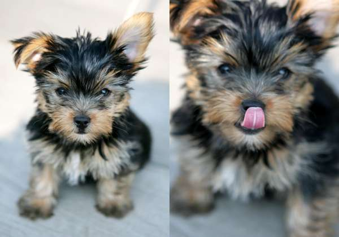 Lula-Mae Famous - Yorkshire Terrier Puppy For Sale Premier Pups Lula-Mae Famous - Yorkshire Terrier Puppy For Sale Premier Pups