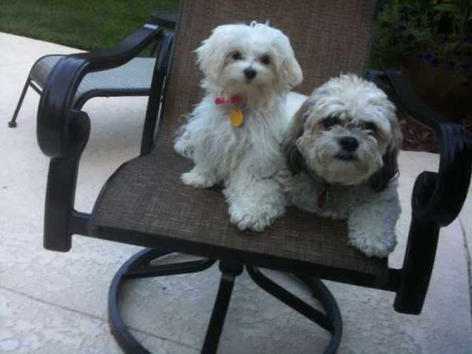 Zoey, (fka Molly) and Jazzy - Maltese Puppy For Sale Premier Pups Zoey, (fka Molly) and Jazzy - Maltese Puppy For Sale Premier Pups