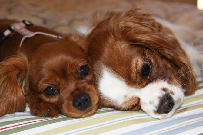Aphrodite - Cavalier King Charles Spaniel Puppy For Sale Premier Pups Aphrodite - Cavalier King Charles Spaniel Puppy For Sale Premier Pups