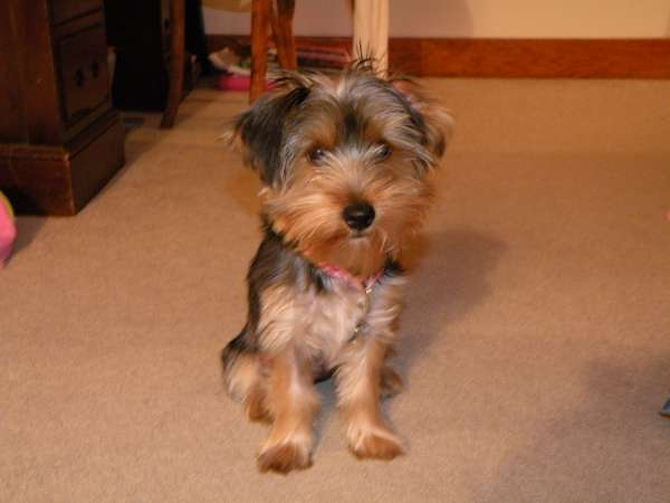 Paisley - Yorkshire Terrier Puppy For Sale Premier Pups Paisley - Yorkshire Terrier Puppy For Sale Premier Pups