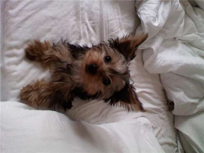 Jersey - Yorkshire Terrier Puppy For Sale Premier Pups Jersey - Yorkshire Terrier Puppy For Sale Premier Pups