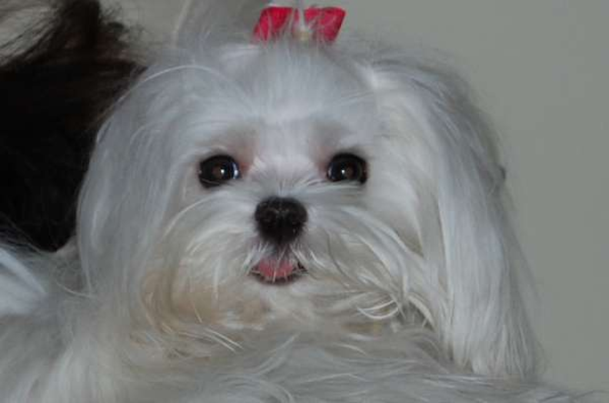 Lolly - Maltese Puppy For Sale Premier Pups Lolly - Maltese Puppy For Sale Premier Pups