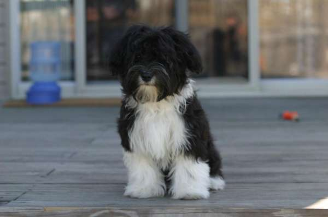Rambo - Havanese Puppy For Sale Premier Pups Rambo - Havanese Puppy For Sale Premier Pups