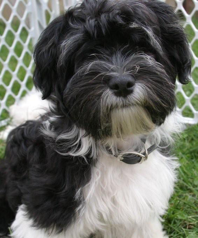 Rambo - Havanese Puppy For Sale Premier Pups Rambo - Havanese Puppy For Sale Premier Pups