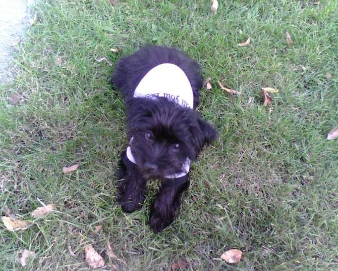 LEBRON - Yorkshire Terrier Puppy For Sale Premier Pups LEBRON - Yorkshire Terrier Puppy For Sale Premier Pups
