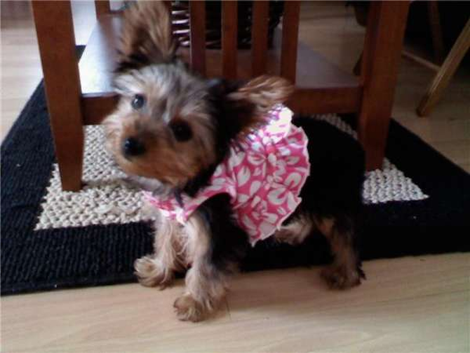 Jersey - Yorkshire Terrier Puppy For Sale Premier Pups Jersey - Yorkshire Terrier Puppy For Sale Premier Pups