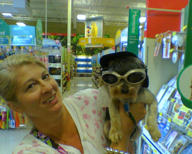 Sampson Duke - Yorkshire Terrier Puppy For Sale Premier Pups Sampson Duke - Yorkshire Terrier Puppy For Sale Premier Pups