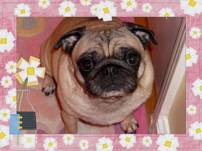 Mugsy - Pug Puppy For Sale Premier Pups Mugsy - Pug Puppy For Sale Premier Pups