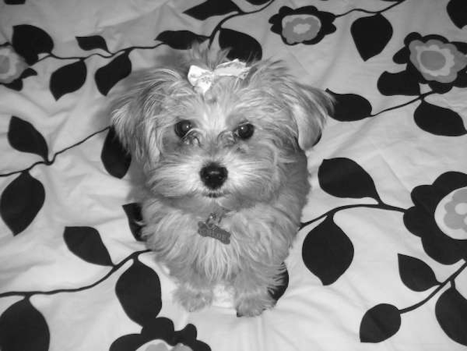 Chloe - Mixed breeds Puppy For Sale Premier Pups Chloe - Mixed breeds Puppy For Sale Premier Pups