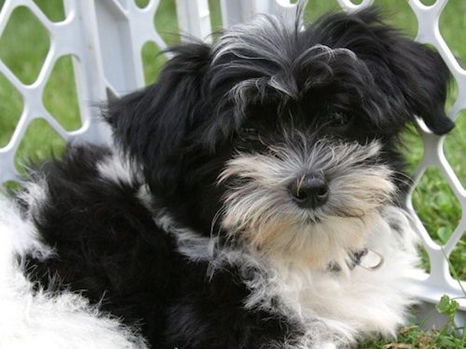 Cricket - Havanese Puppy For Sale Premier Pups Cricket - Havanese Puppy For Sale Premier Pups