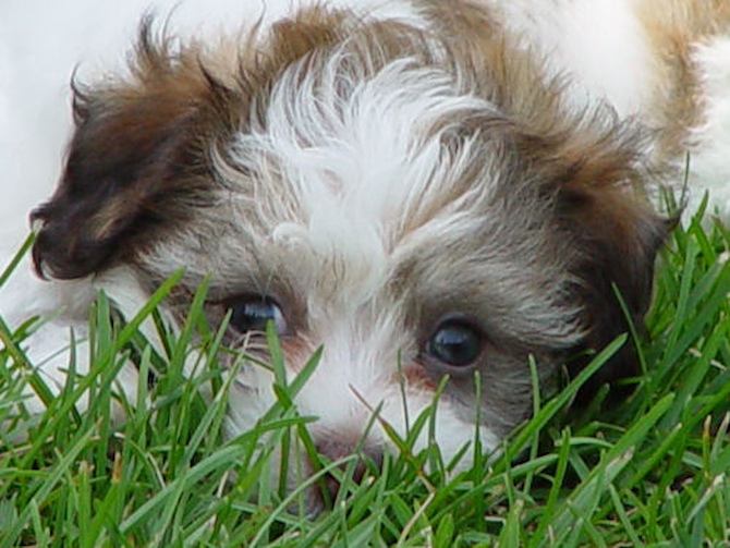 Bambi - Havanese Puppy For Sale Premier Pups Bambi - Havanese Puppy For Sale Premier Pups