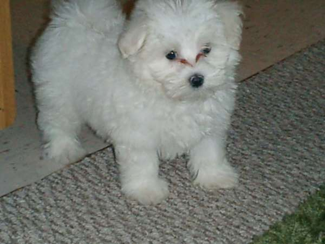 Cael - Maltese Puppy For Sale Premier Pups Cael - Maltese Puppy For Sale Premier Pups