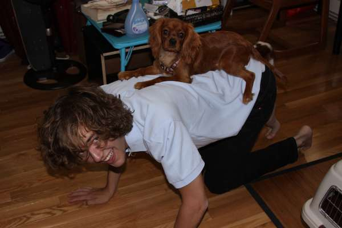APhrodite - Cavalier King Charles Spaniel Puppy For Sale Premier Pups APhrodite - Cavalier King Charles Spaniel Puppy For Sale Premier Pups