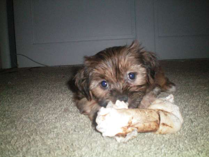 Miley - Mixed breeds Puppy For Sale Premier Pups Miley - Mixed breeds Puppy For Sale Premier Pups