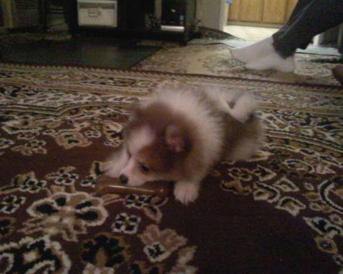 Hercules - Pomeranian Puppy For Sale Premier Pups Hercules - Pomeranian Puppy For Sale Premier Pups