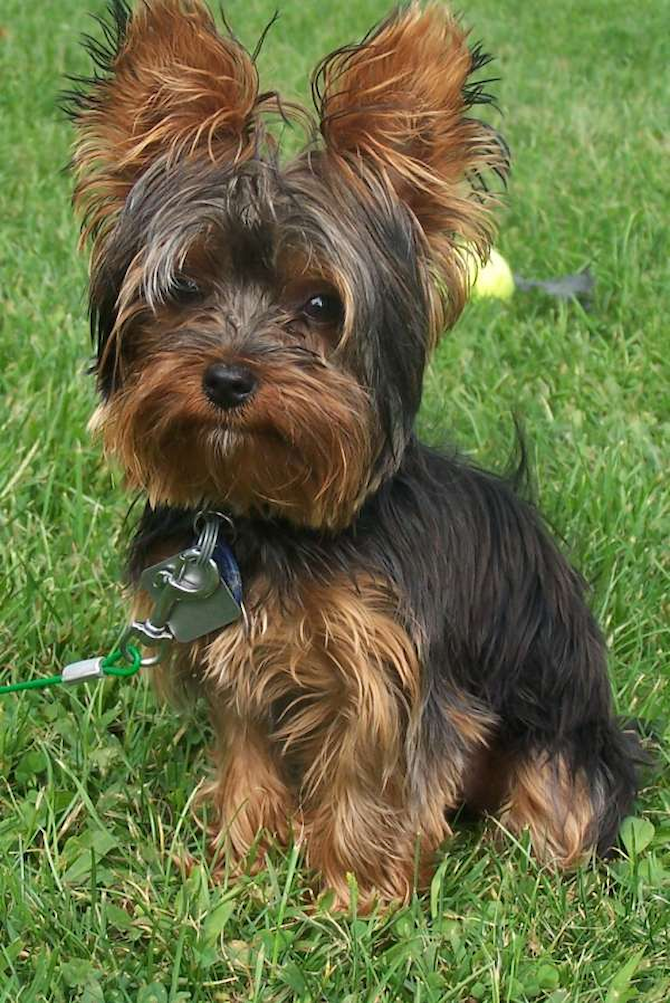 Juliette - Yorkshire Terrier Puppy For Sale Premier Pups Juliette - Yorkshire Terrier Puppy For Sale Premier Pups