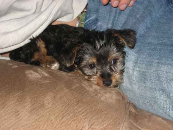 Tiki - Yorkshire Terrier Puppy For Sale Premier Pups Tiki - Yorkshire Terrier Puppy For Sale Premier Pups