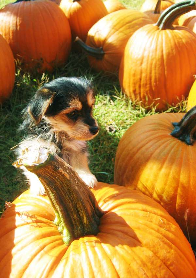 Sofia - Mixed breeds Puppy For Sale Premier Pups Sofia - Mixed breeds Puppy For Sale Premier Pups