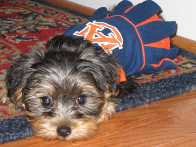 Tiger Lilly - Yorkshire Terrier Puppy For Sale Premier Pups Tiger Lilly - Yorkshire Terrier Puppy For Sale Premier Pups