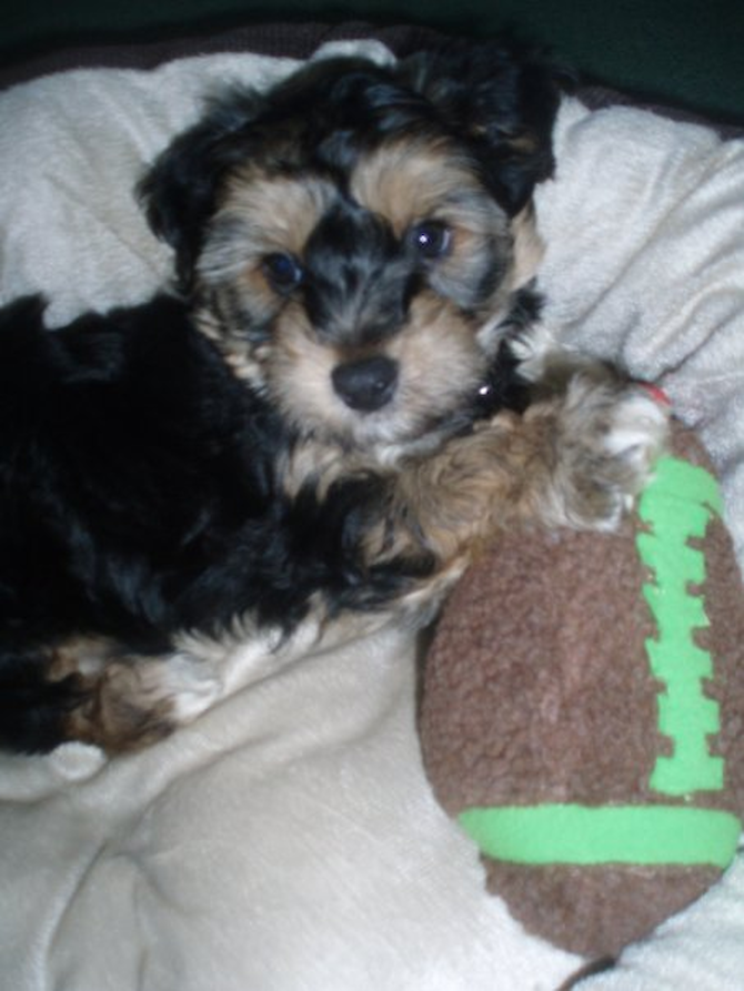 Teddy (formally shaquille) - Mixed breeds Puppy For Sale Premier Pups Teddy (formally shaquille) - Mixed breeds Puppy For Sale Premier Pups