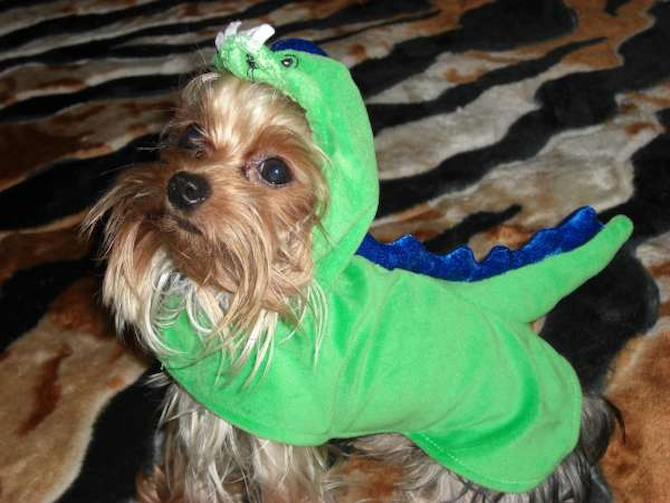 Guapo - Yorkshire Terrier Puppy For Sale Premier Pups Guapo - Yorkshire Terrier Puppy For Sale Premier Pups