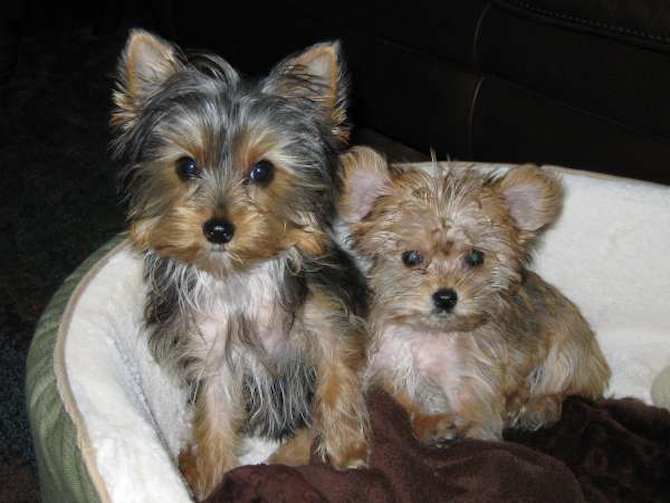 Belle & Lilly - Yorkshire Terrier Puppy For Sale Premier Pups Belle & Lilly - Yorkshire Terrier Puppy For Sale Premier Pups