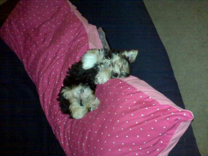 Bentley - Yorkshire Terrier Puppy For Sale Premier Pups Bentley - Yorkshire Terrier Puppy For Sale Premier Pups