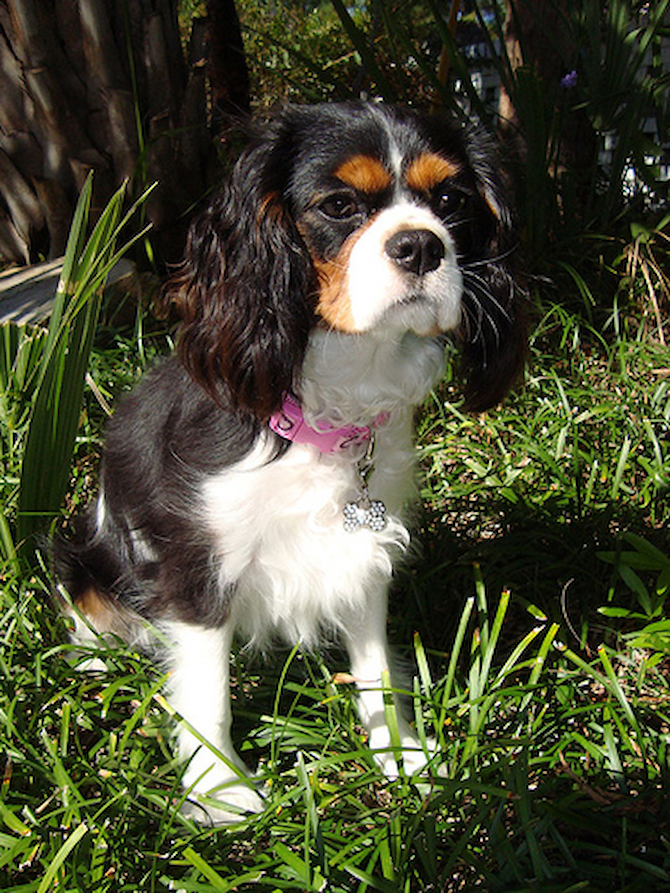 Lacey - Cavalier King Charles Spaniel Puppy For Sale Premier Pups Lacey - Cavalier King Charles Spaniel Puppy For Sale Premier Pups