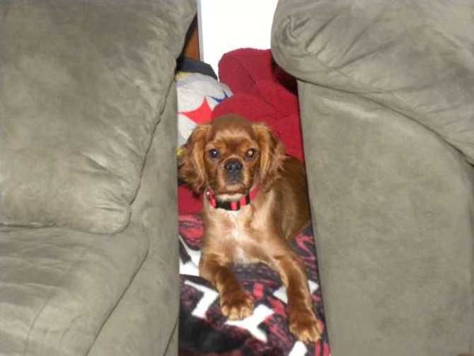 Apollo - King Charles Spaniel Puppy For Sale Premier Pups Apollo - King Charles Spaniel Puppy For Sale Premier Pups