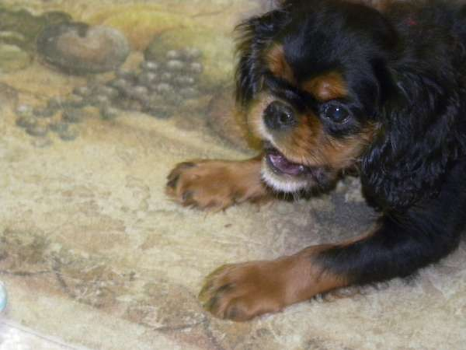 Jager - King Charles Spaniel Puppy For Sale Premier Pups Jager - King Charles Spaniel Puppy For Sale Premier Pups