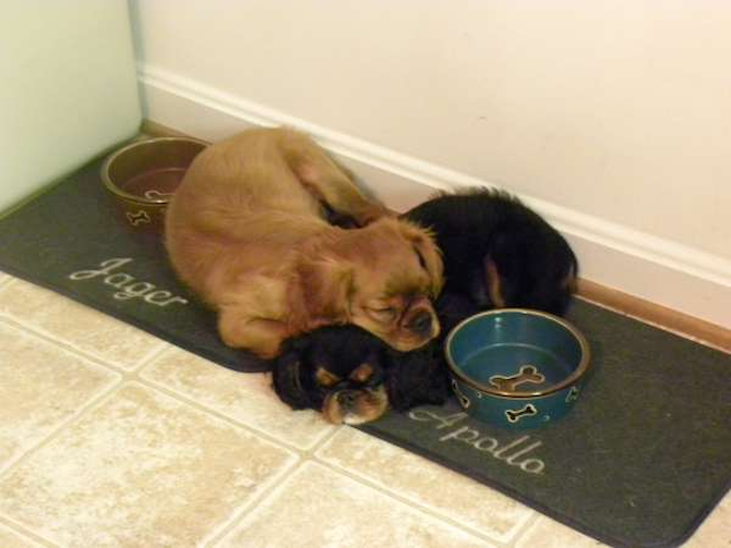 Apollo & Jager - King Charles Spaniel Puppy For Sale Premier Pups Apollo & Jager - King Charles Spaniel Puppy For Sale Premier Pups