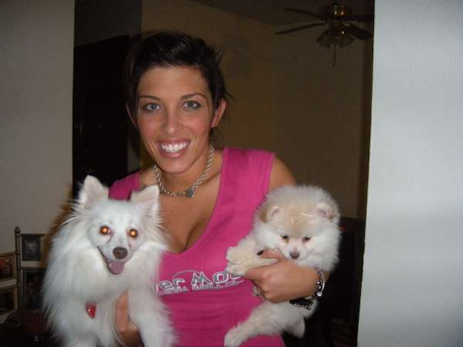 Zetty and Diddy - Pomeranian Puppy For Sale Premier Pups Zetty and Diddy - Pomeranian Puppy For Sale Premier Pups