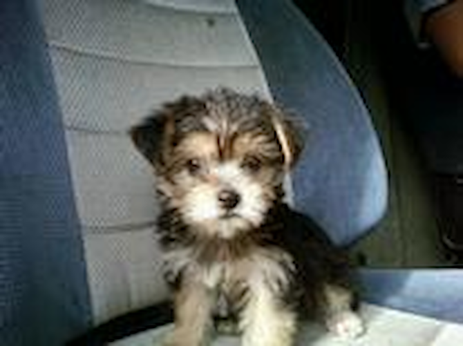 Tessie Mae.. AKA Sophie - Mixed breeds Puppy For Sale Premier Pups Tessie Mae.. AKA Sophie - Mixed breeds Puppy For Sale Premier Pups