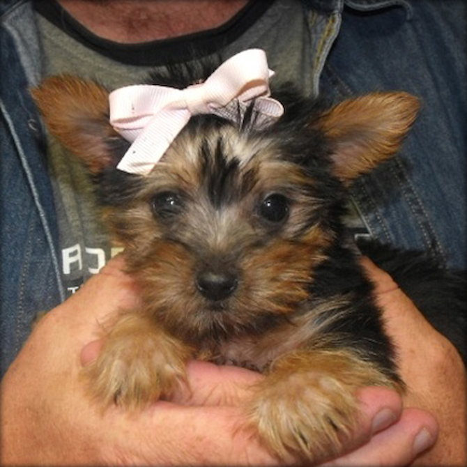 izzabella - Yorkshire Terrier Puppy For Sale Premier Pups izzabella - Yorkshire Terrier Puppy For Sale Premier Pups