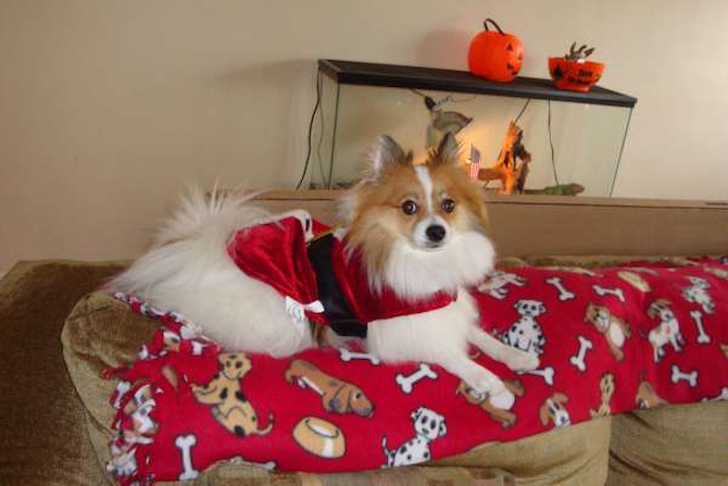 Littleman formerly logan - Pomeranian Puppy For Sale Premier Pups Littleman formerly logan - Pomeranian Puppy For Sale Premier Pups