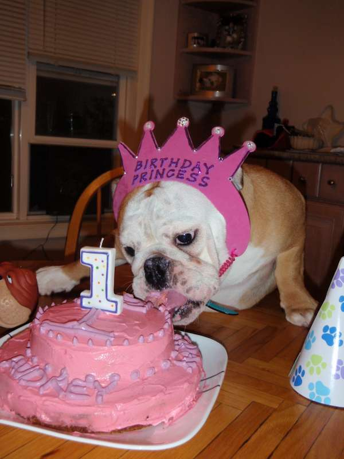 Audrey Hepburn on her 1st birthday! - English Bulldog Puppy For Sale Premier Pups Audrey Hepburn on her 1st birthday! - English Bulldog Puppy For Sale Premier Pups