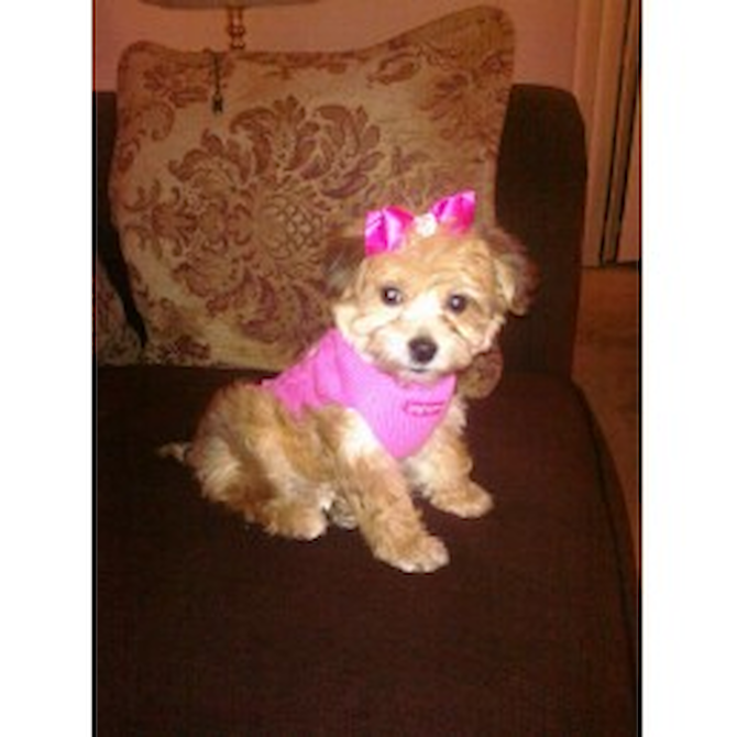 Riley (f.k.a. Amy) - Mixed breeds Puppy For Sale Premier Pups Riley (f.k.a. Amy) - Mixed breeds Puppy For Sale Premier Pups