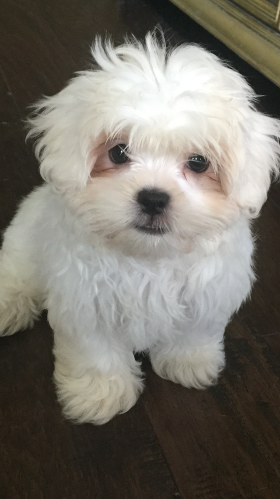 Small Teddy Bear Pup in Jupiter FL