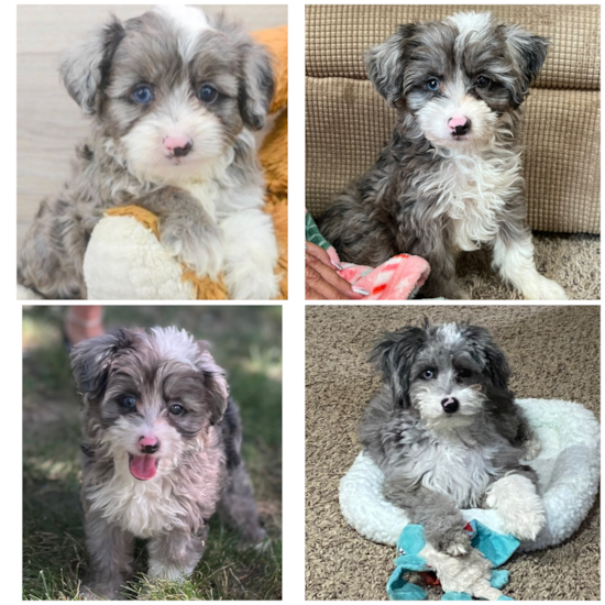 Smart Mini Aussiedoodle Poodle Mix Pup