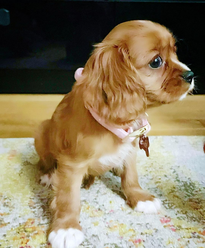 Energetic Cavalier King Charles Spaniel Pup in Forest Hills NY