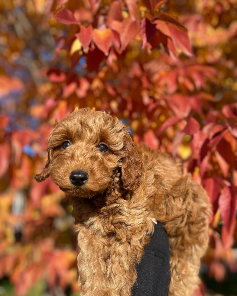 Happy Mini Goldendoodle Pup in Sparks NV