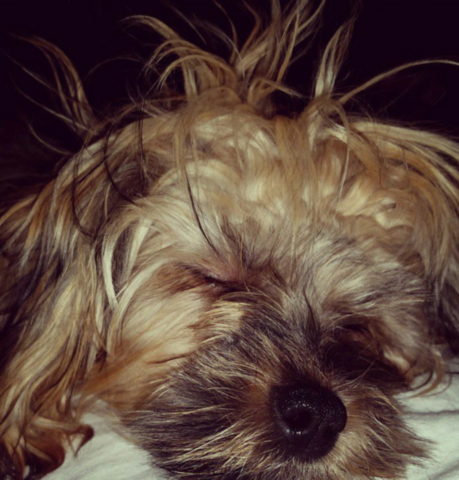 Lolah - Morkie Puppy For Sale Premier Pups Lolah - Morkie Puppy For Sale Premier Pups