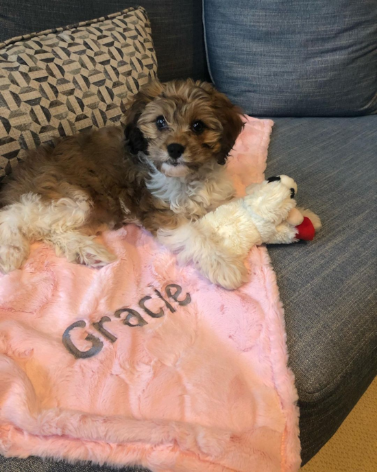 Energetic Cavoodle Poodle Mix Pup