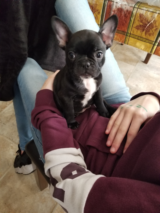 Hypoallergenic French Bulldog Pup