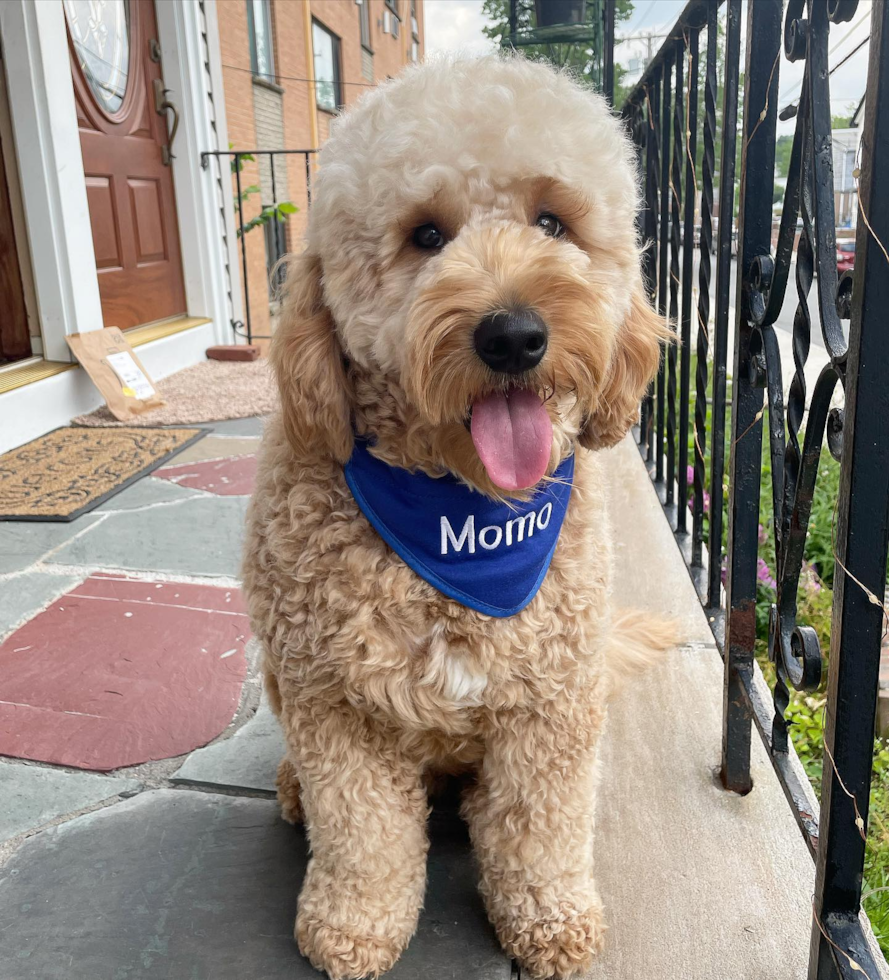 Happy Mini Goldendoodle Pup in Charlotte NC