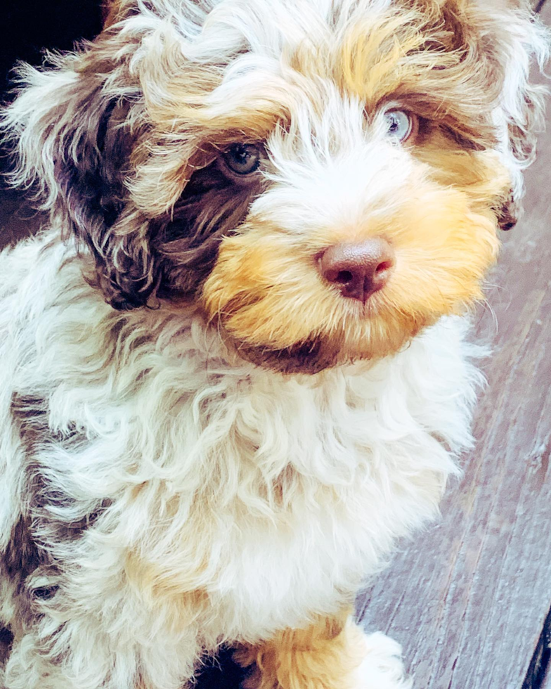 Friendly Mini Aussiedoodle Pup in Encino CA